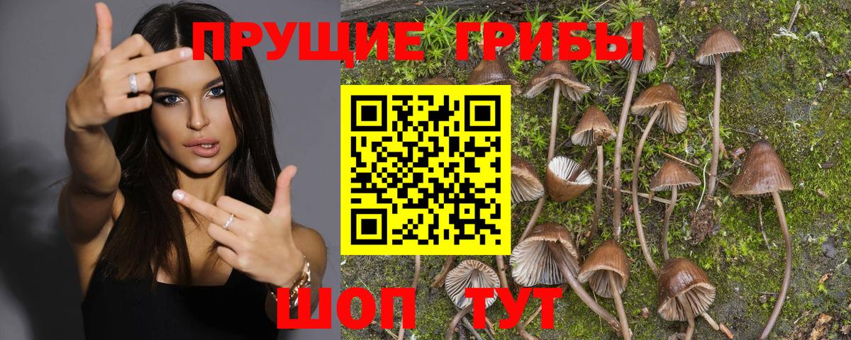 Псилоцибиновые грибы GOLDEN TEACHER Туапсе